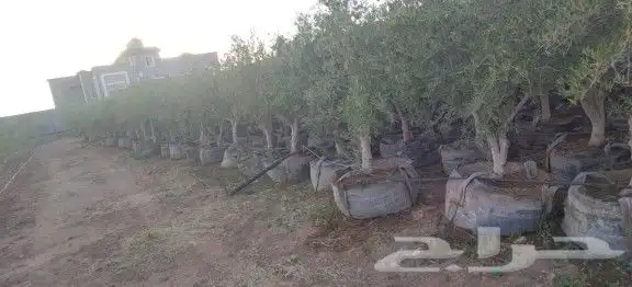 اشجار كميات كبيره 9
