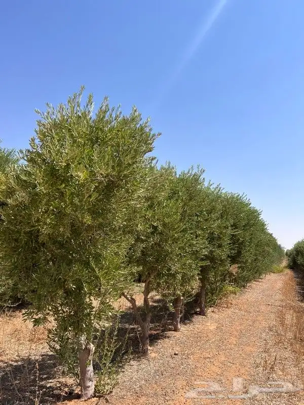 اشجار كميات كبيره 8