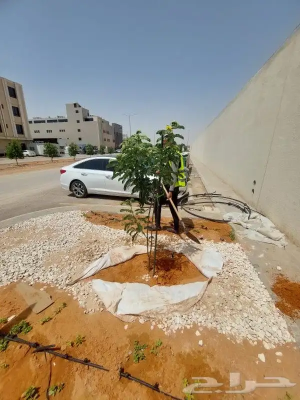 ثيل طبيعي C2000 جوده عاليه جدا مع شبكات الري الحديثه 21