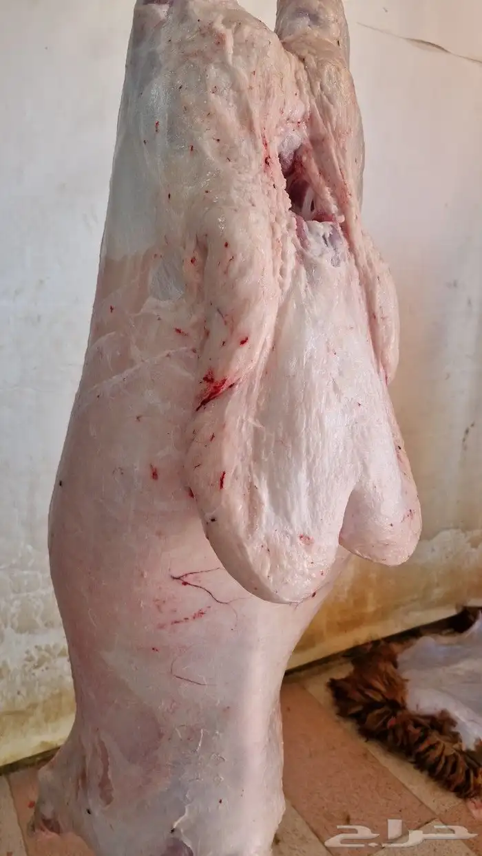 ذبايح ذبائح 2