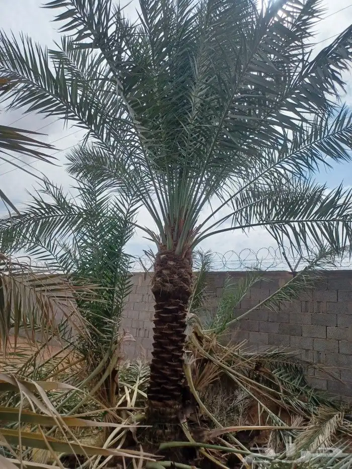 مقاول شبوك وزراعه النخيل وأشجار الزينة 4