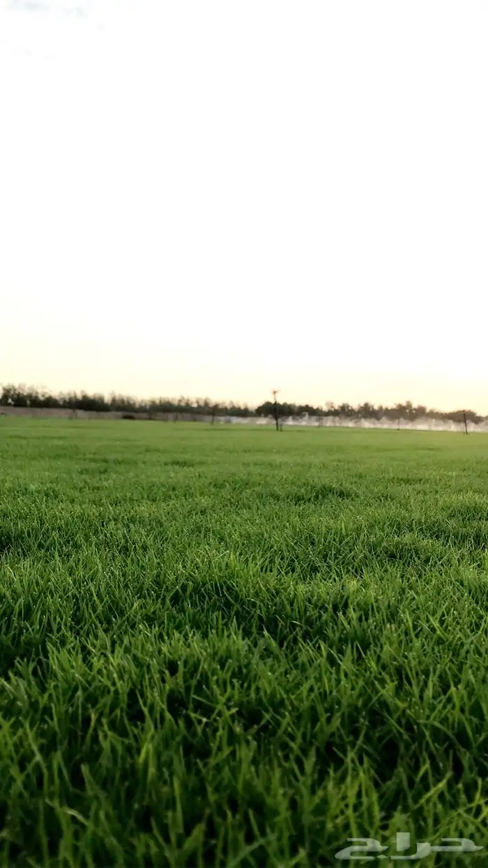 ثيل طبيعي نجيله C2000 16