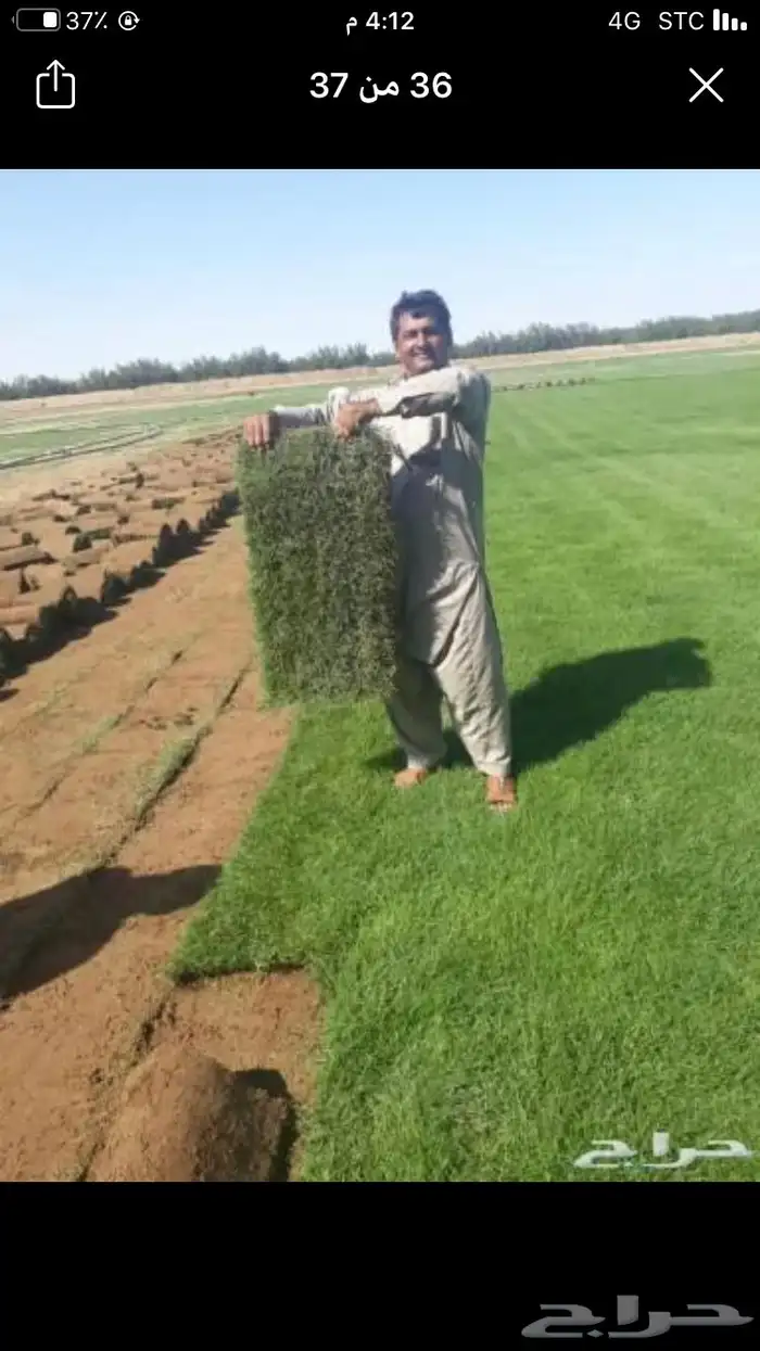 ثيل طبيعي نجيله C2000 13