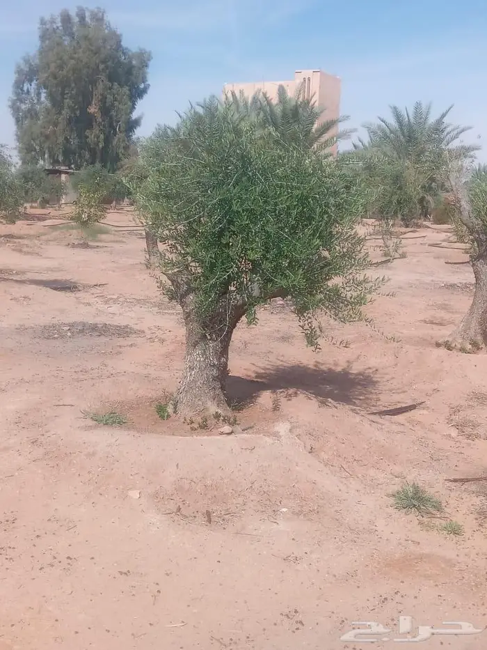 نخيل ملوكي وشجر زيتون معمر 1