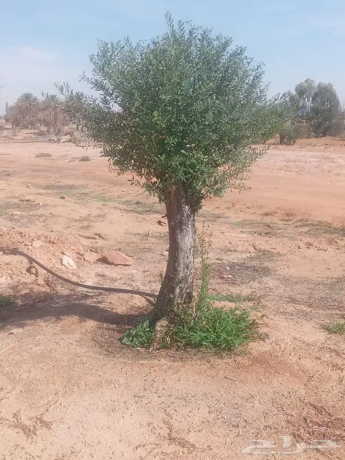 نخيل ملوكي وشجر زيتون معمر 2