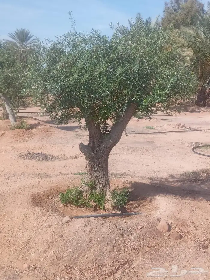 نخيل ملوكي وشجر زيتون معمر 4