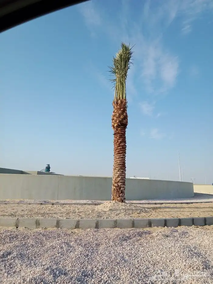 زراعه نخيل 1