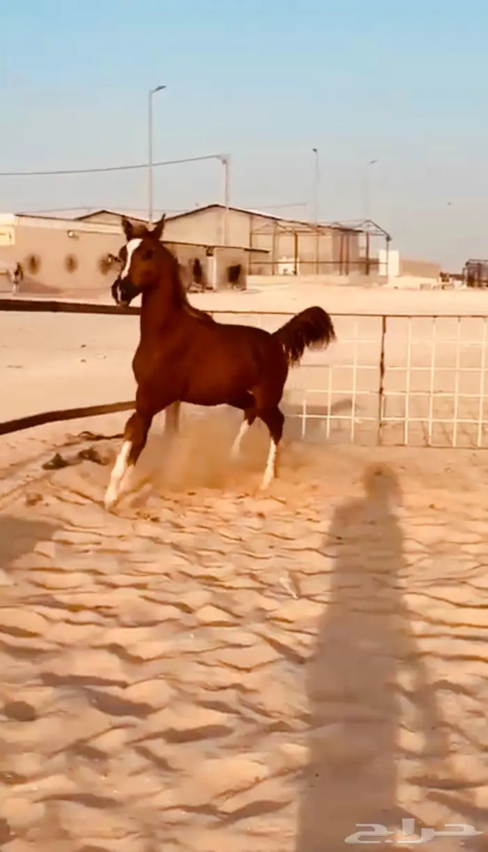 مهر كفو محجل 0