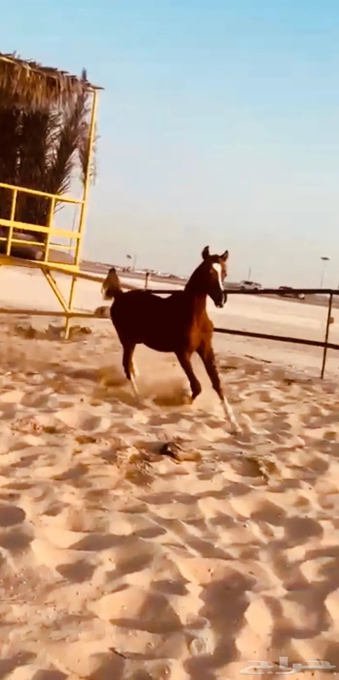 مهر كفو محجل 1