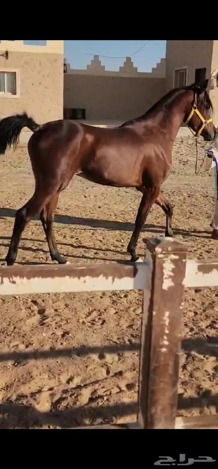حصان عربي أصيل مميز 0