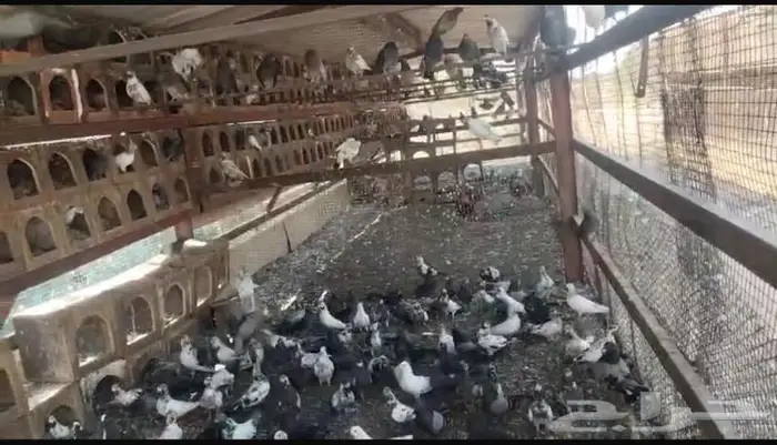 حمام مشكل للبيع 1