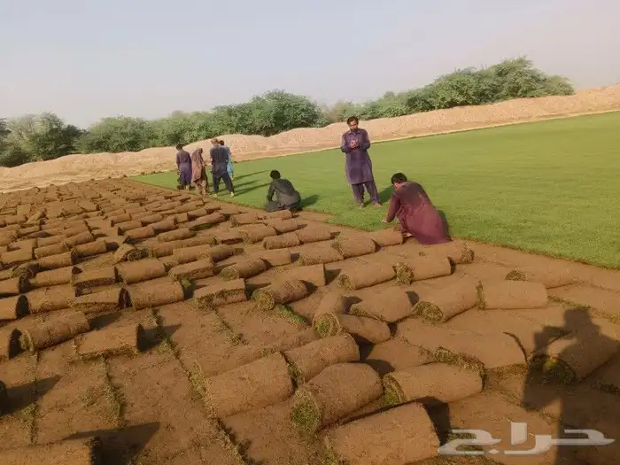 نجيل طبيعي 5