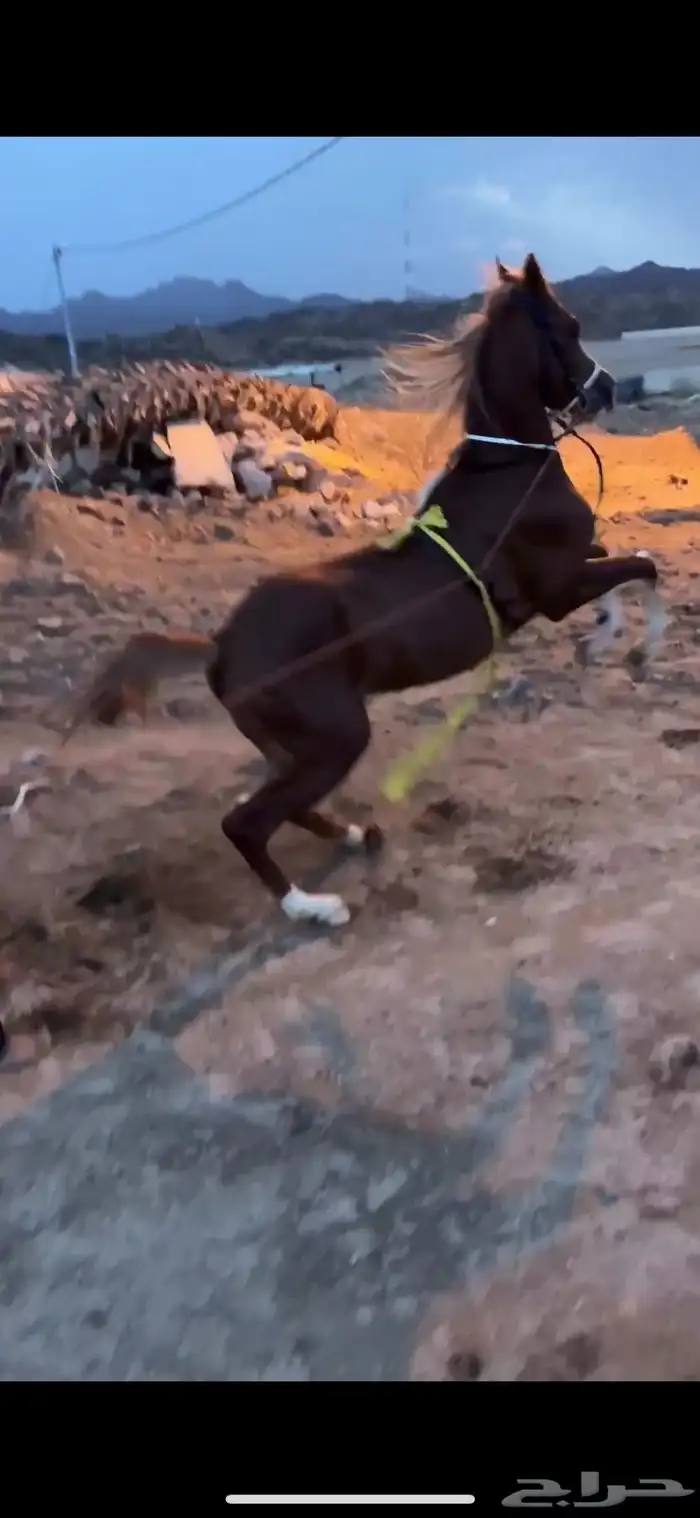 عسف واعادت عسف وايوا 1