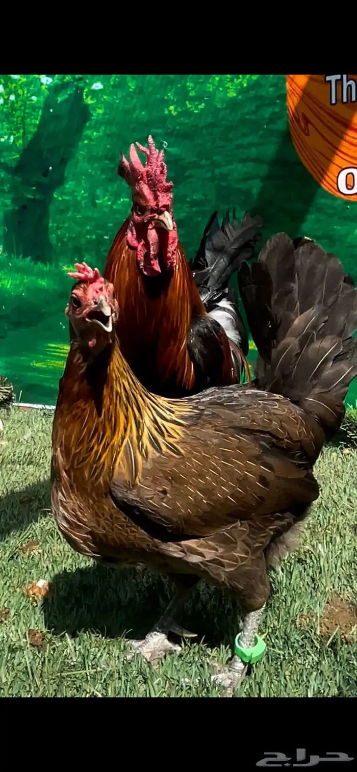 دجاج عربي اصيل ترثه سلالة نقية الدم 3