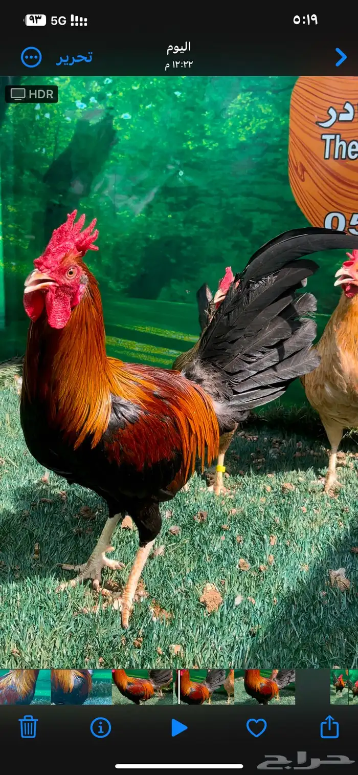 دجاج عربي اصيل ترثه سلالة نقية الدم 5