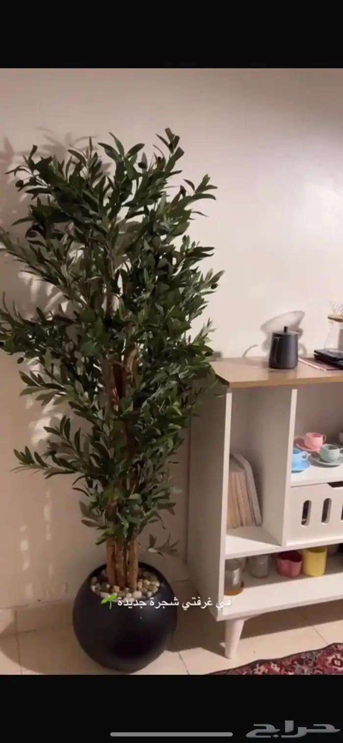 اشجار الزيتون الصناعيه 1