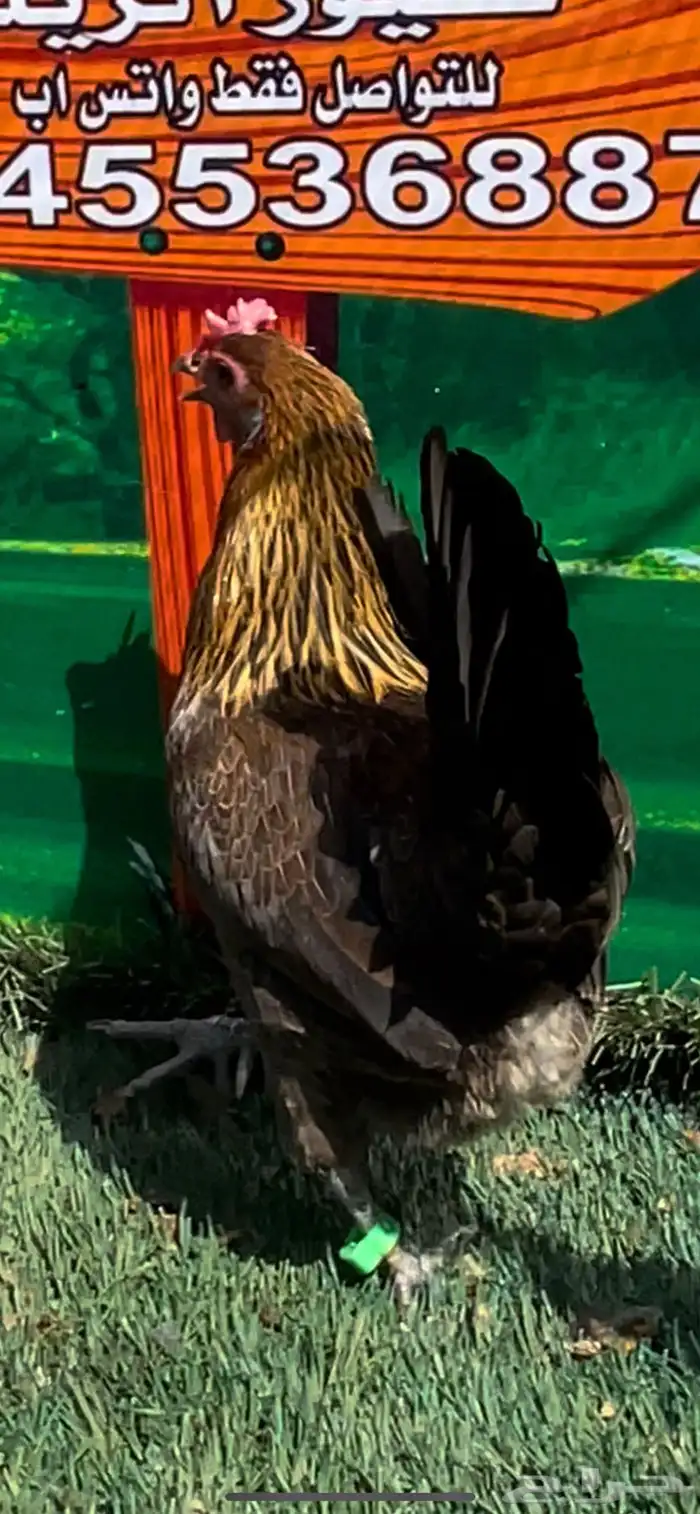 دجاج عربي اصيل ترثه سلالة نقية الدم 2
