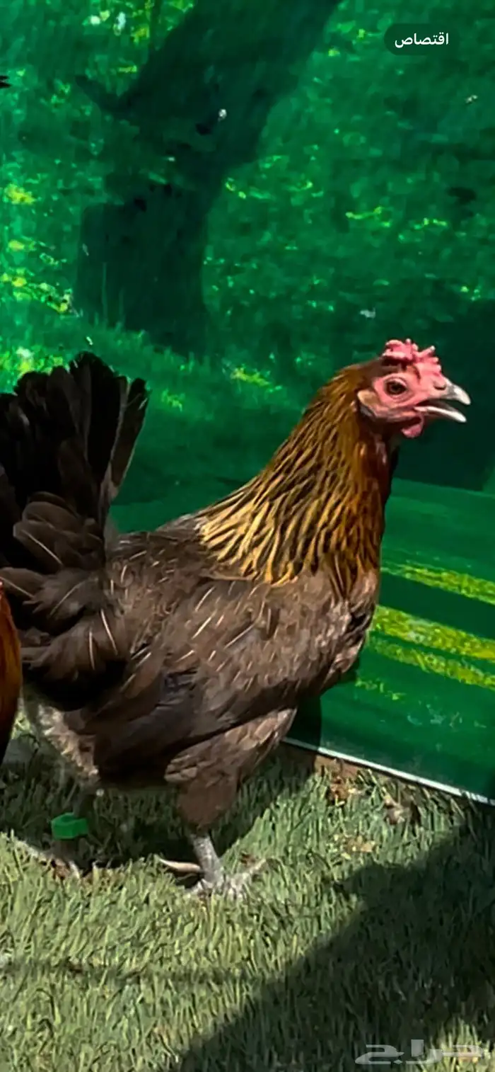 دجاج عربي اصيل ترثه سلالة نقية الدم 1