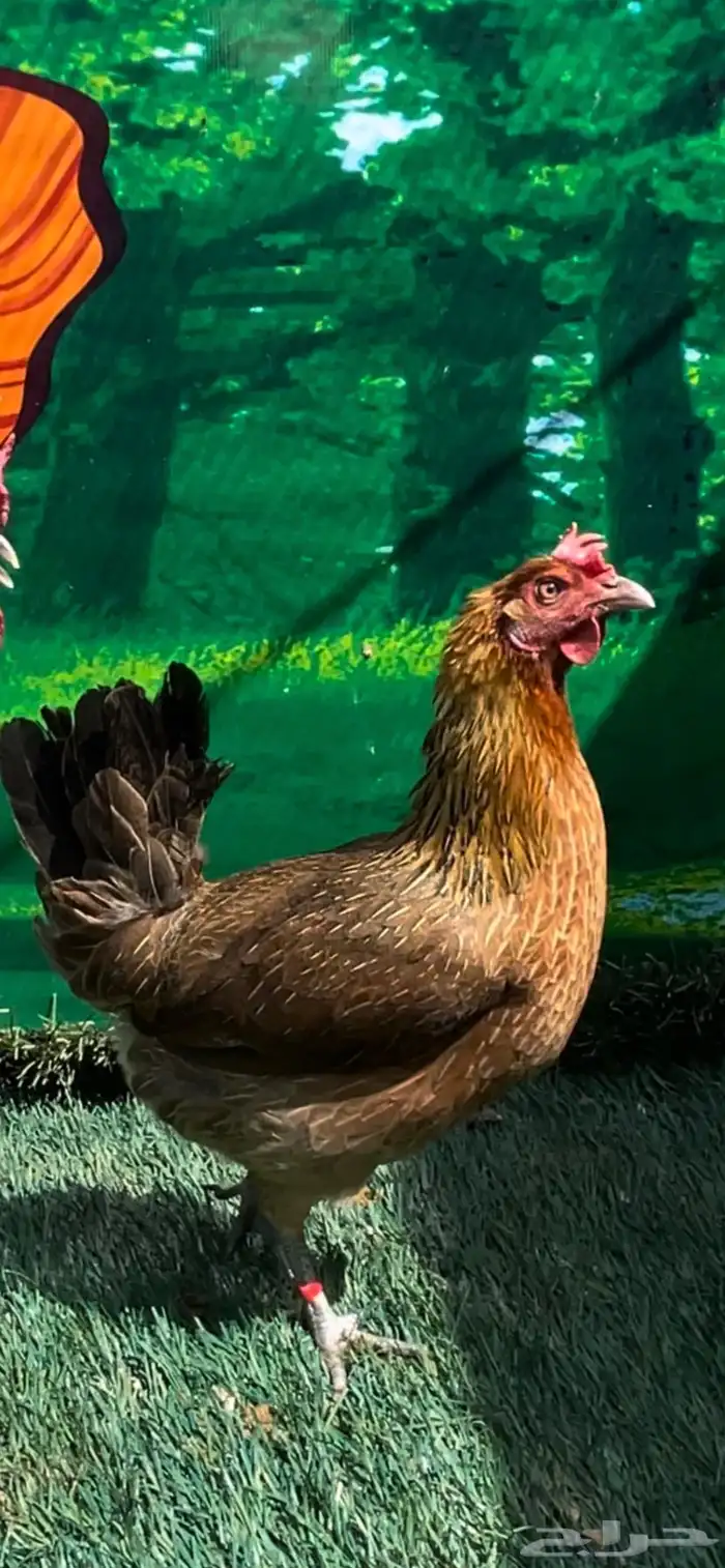 دجاج عربي اصيل ترثه سلالة نقية الدم 0