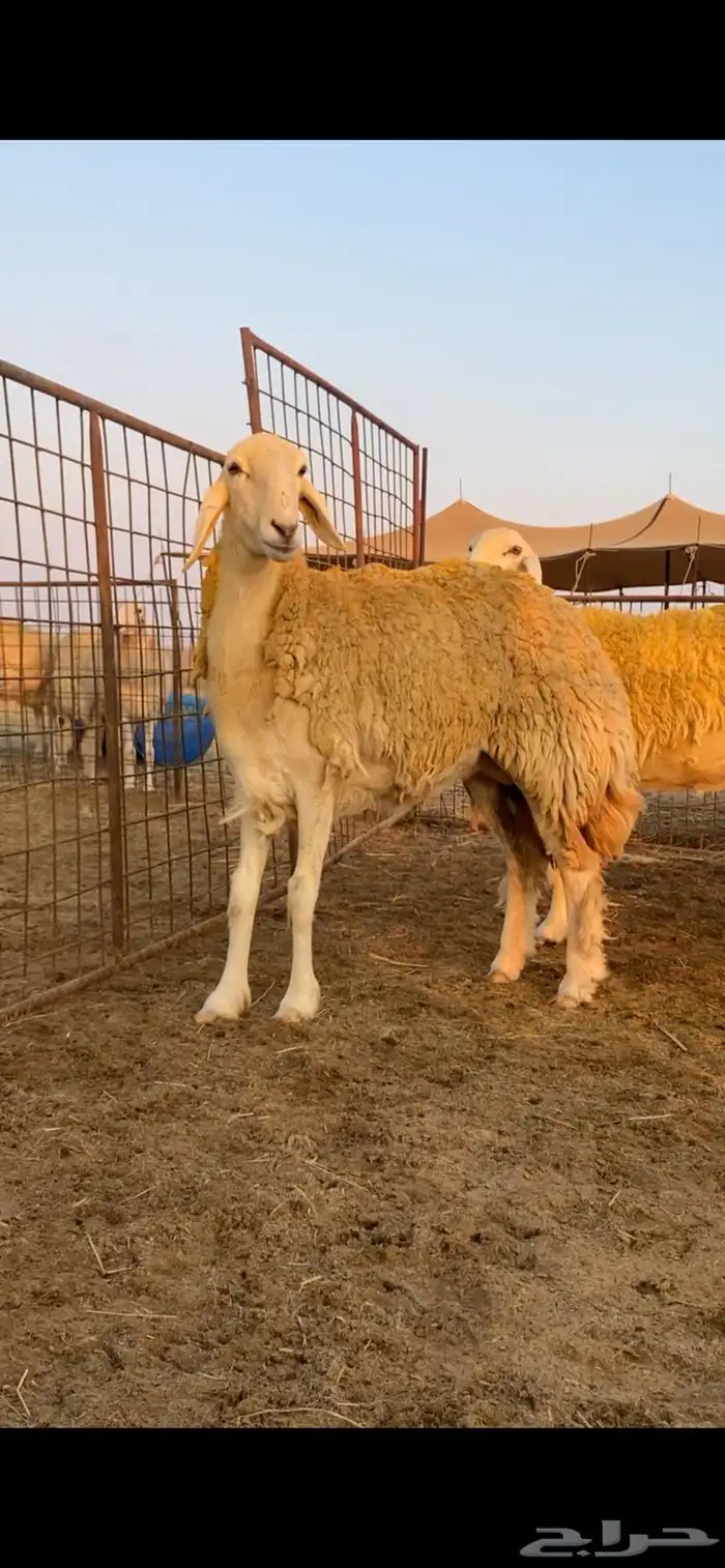 رخال صنف للبيع 0