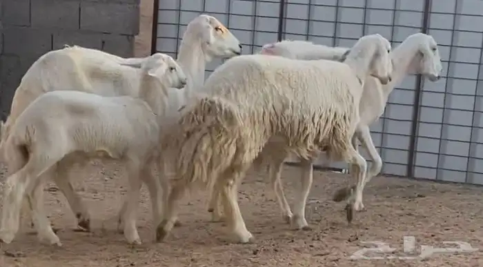 حريات مواليد وا مضاريع صنف(تم البيع) 1