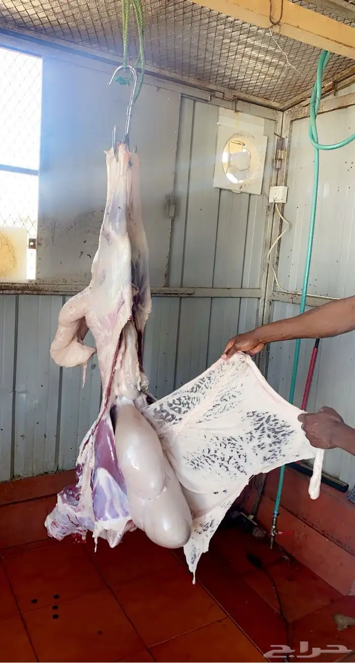 ذبايح مع خدمة الذبح والتوصيل 3