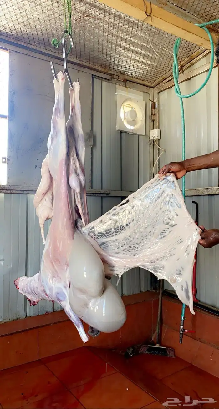 ذبايح مع خدمة الذبح والتوصيل 0