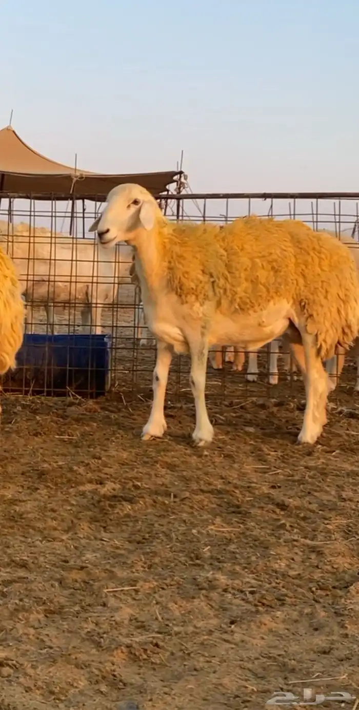 رخال صنف للبيع 1