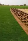 ثيل طبيعي C2000 جوده عاليه جدا مع شبكات الري الحديثه 1