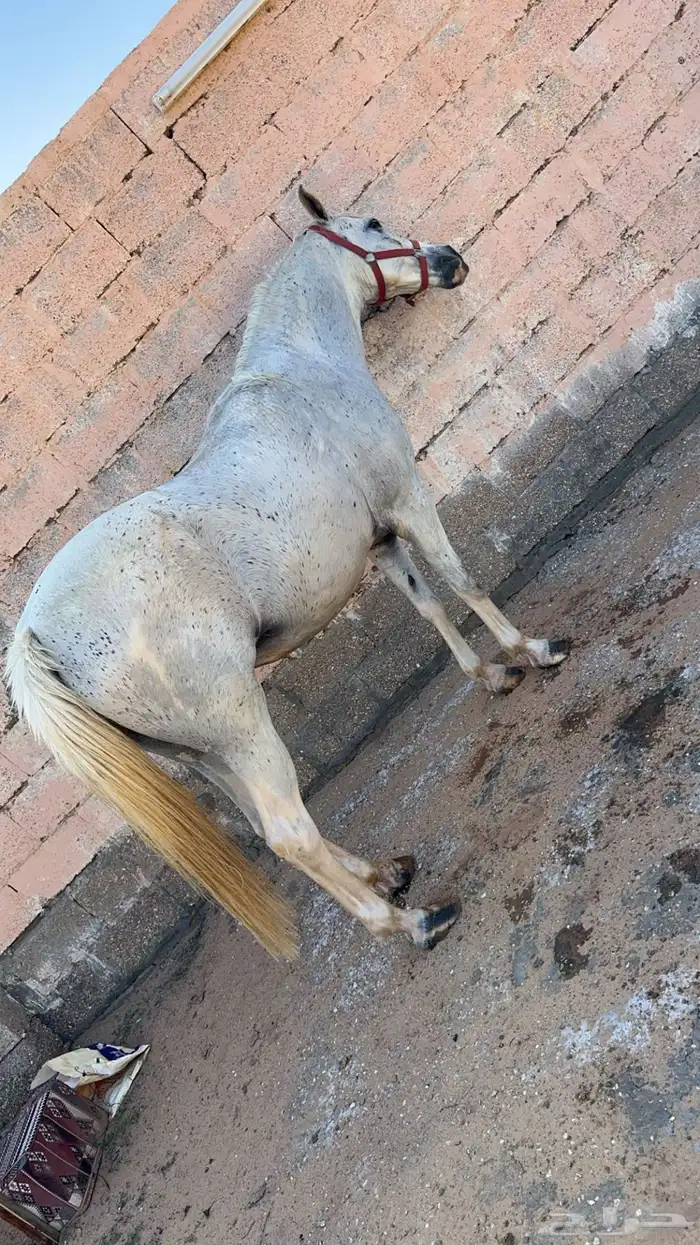 فرس شعبيه العمر 9 سنوات 1