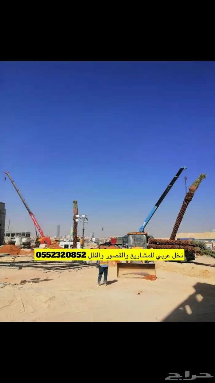 نخل عربي مع النقل والحفر والغرس 2