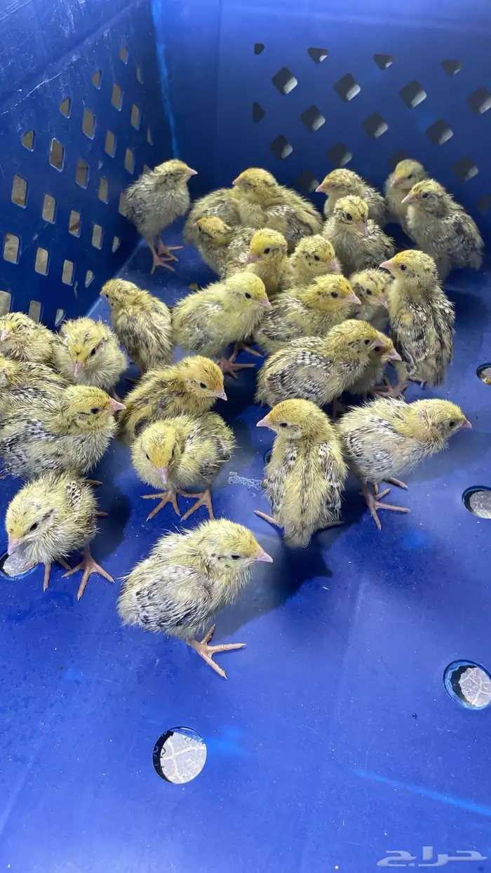 فروخ سمان بريال 3
