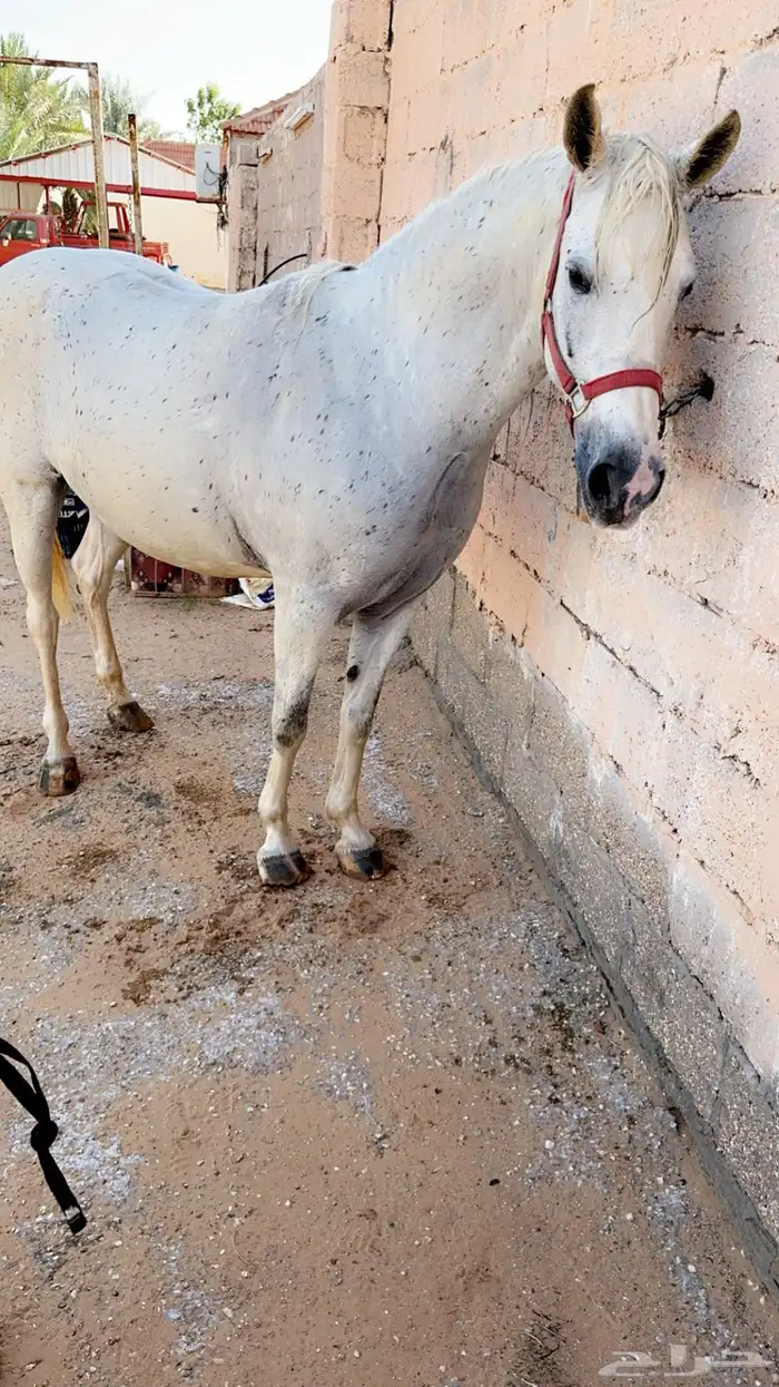 فرس شعبيه العمر 9 سنوات 3