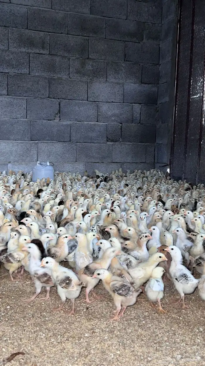 صوص صيصان فروخ دجاج بلدي 2