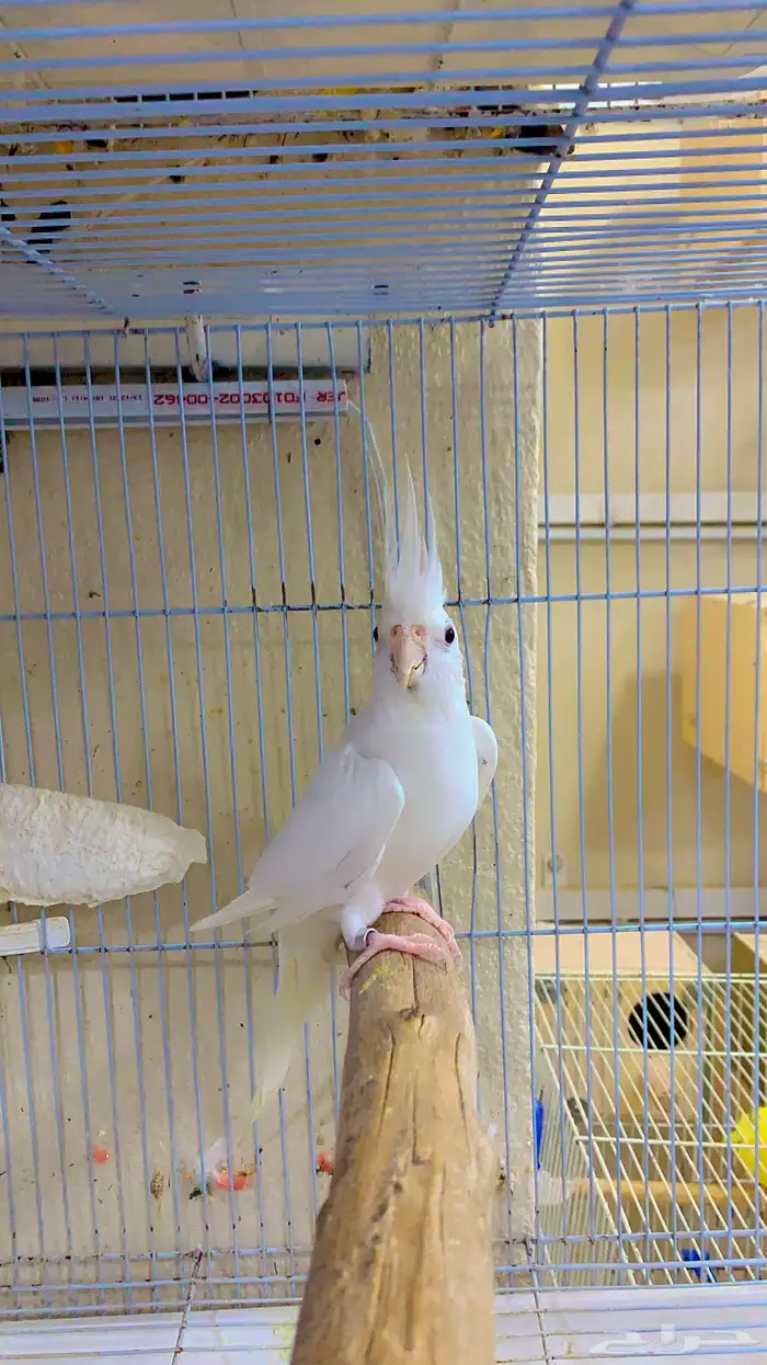 زوج كروان البينو تحته اربع بيضات ( تم البيع ) 3