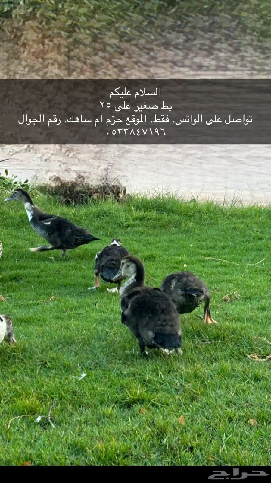 بط ورومي 0