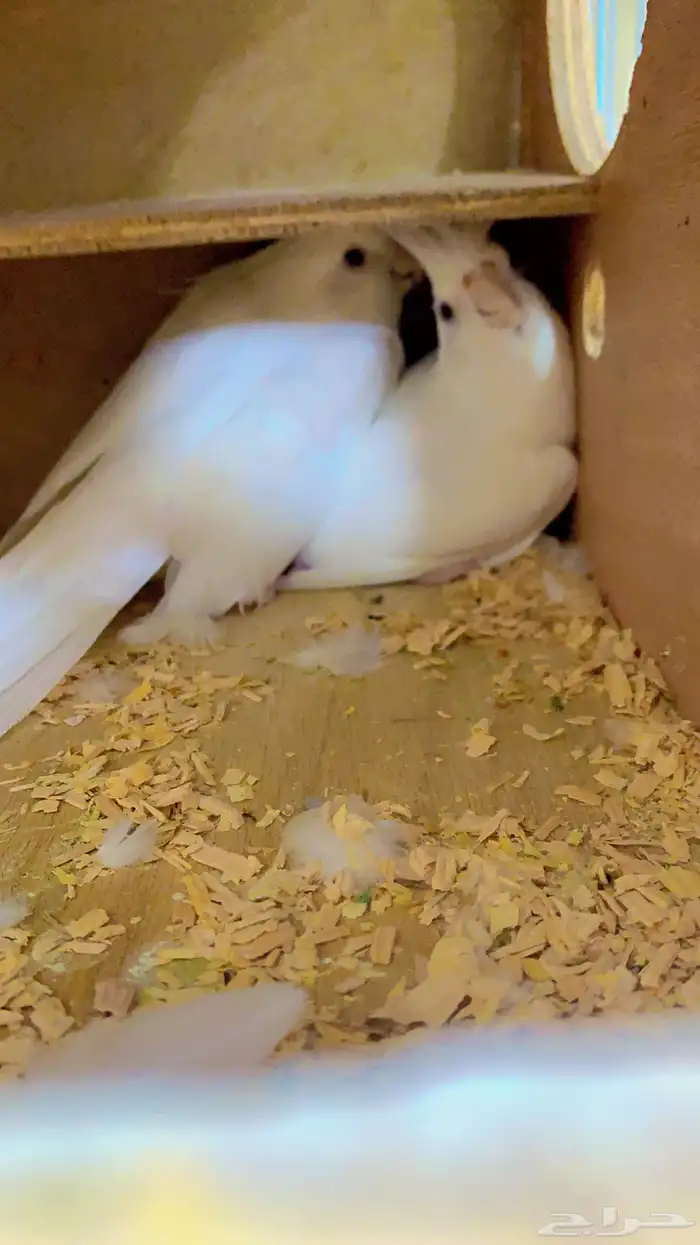 زوج كروان البينو تحته اربع بيضات ( تم البيع ) 1