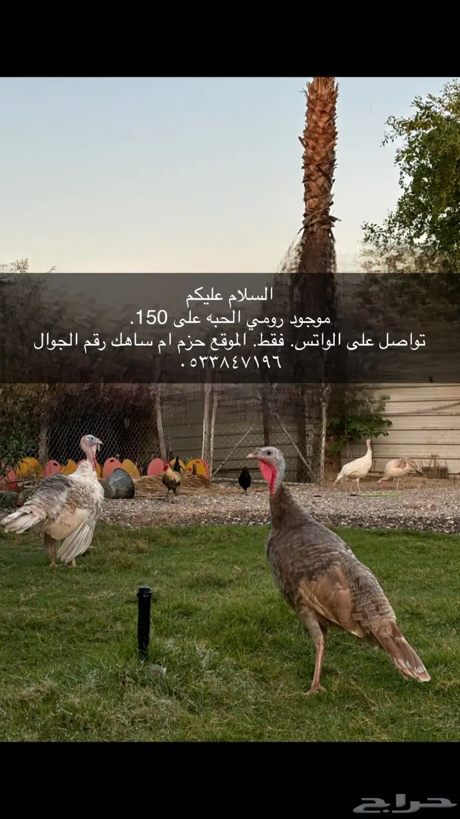 بط ورومي 1