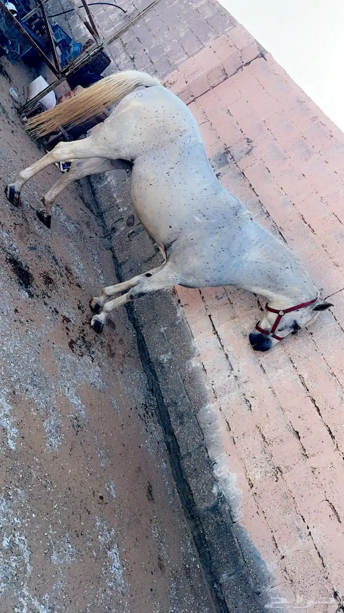 فرس شعبيه العمر 9 سنوات 0