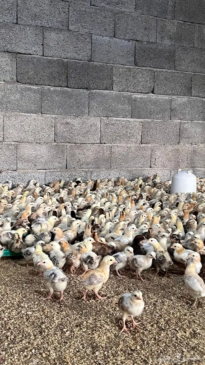 صوص صيصان فروخ دجاج بلدي 3