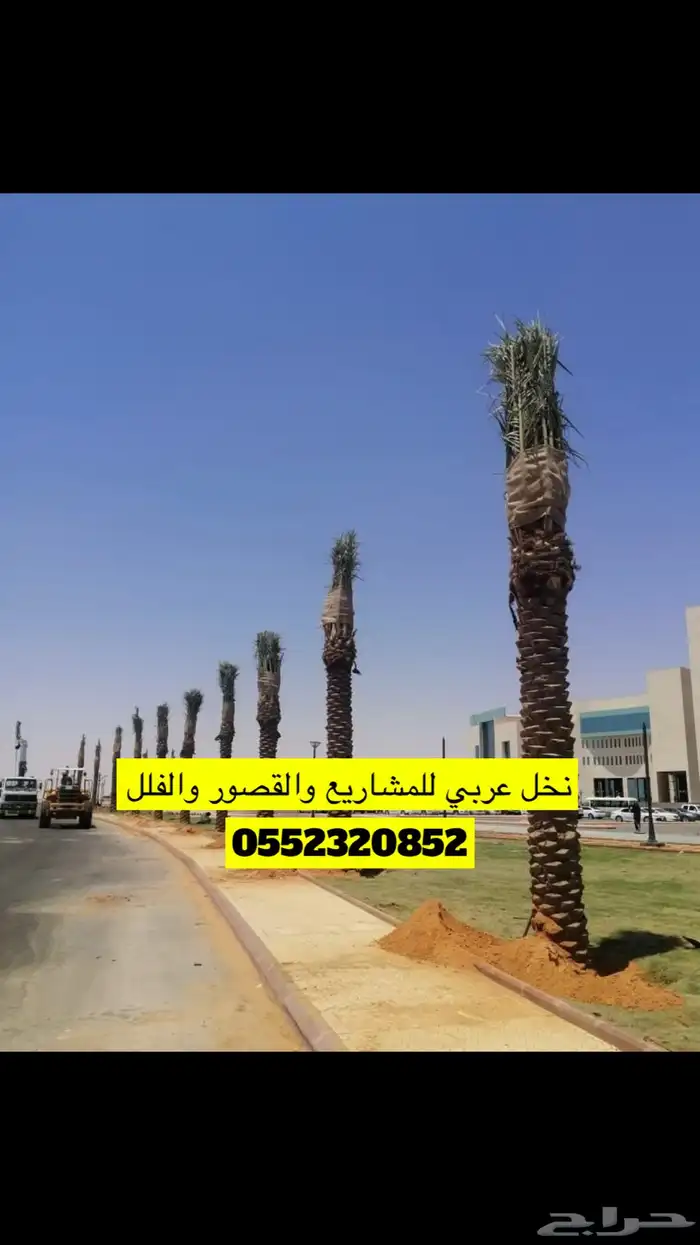 نخل عربي مع النقل والحفر والغرس 0