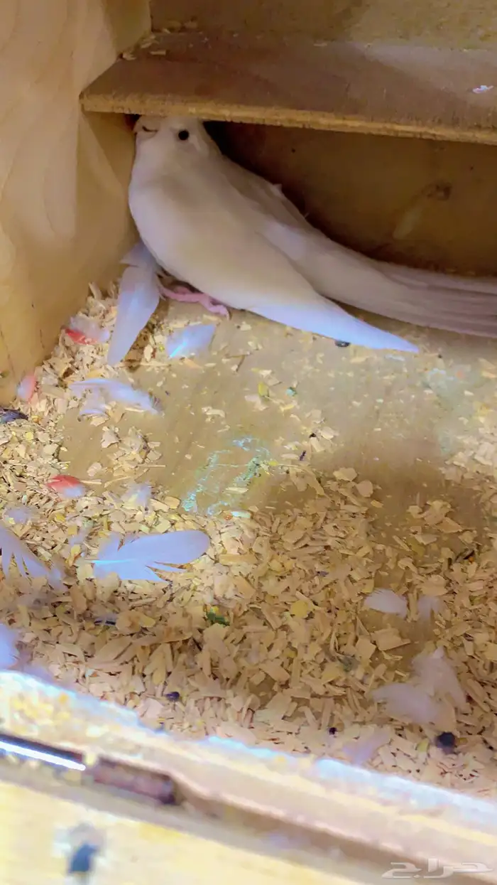 زوج كروان البينو تحته اربع بيضات ( تم البيع ) 0