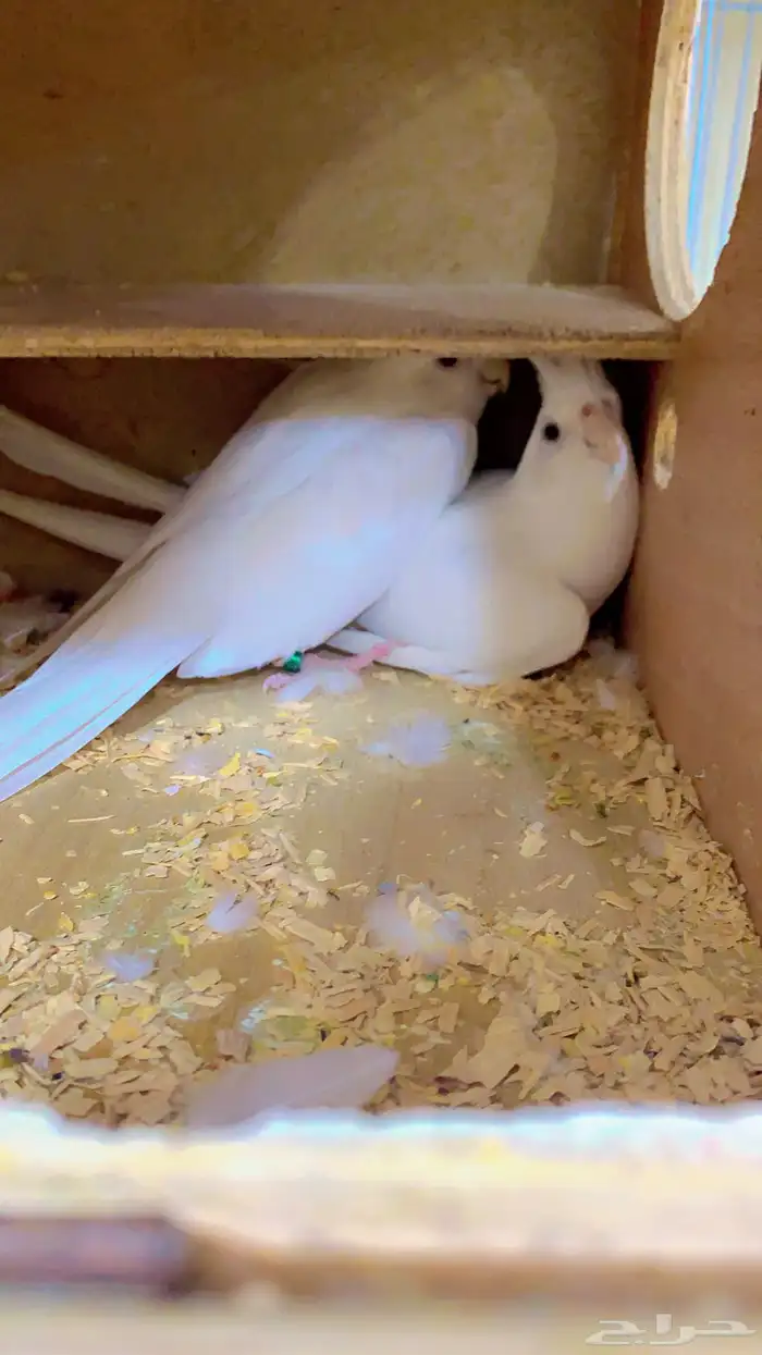 زوج كروان البينو تحته اربع بيضات ( تم البيع ) 2