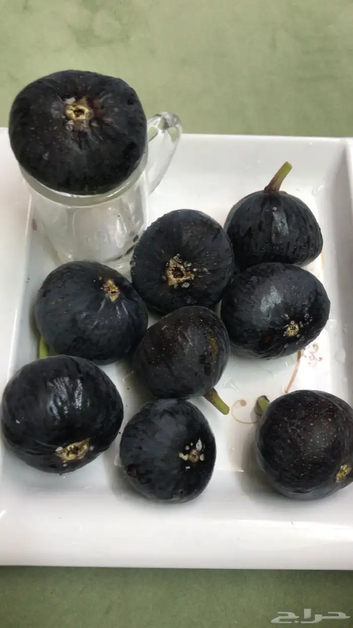 شتلات منتجه 8