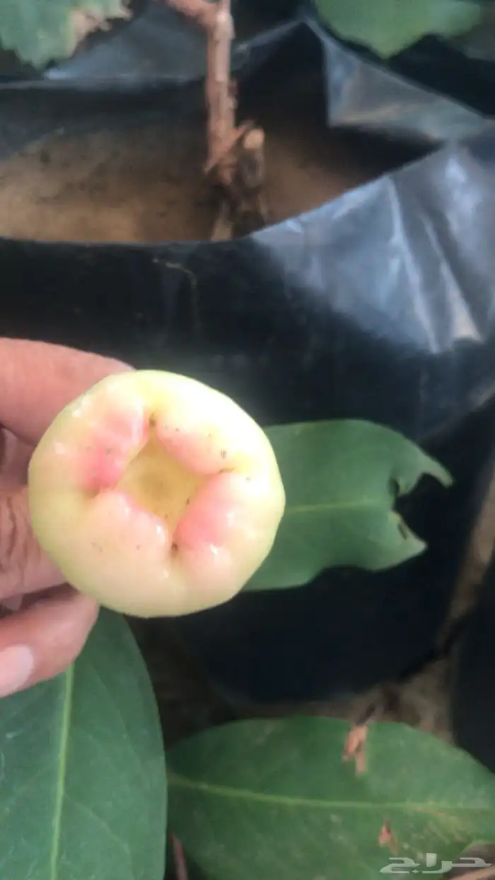 شتلات منتجه 9