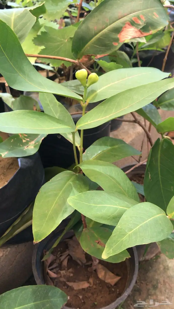 شتلات منتجه 12