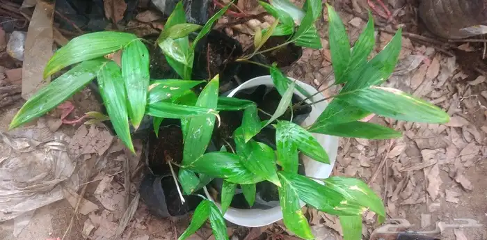 شتلات جلد ثعبان إندونيسيا وغيره 7