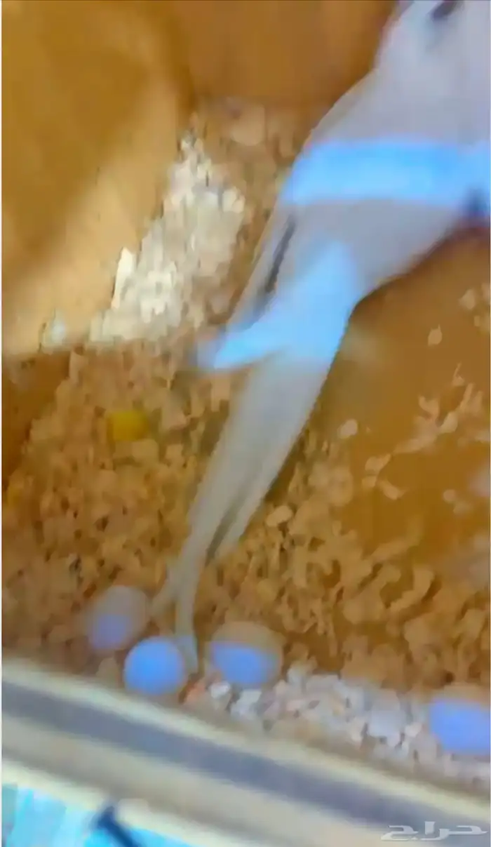 زوج كروان البينو تحته اربع بيضات ( تم البيع ) 4