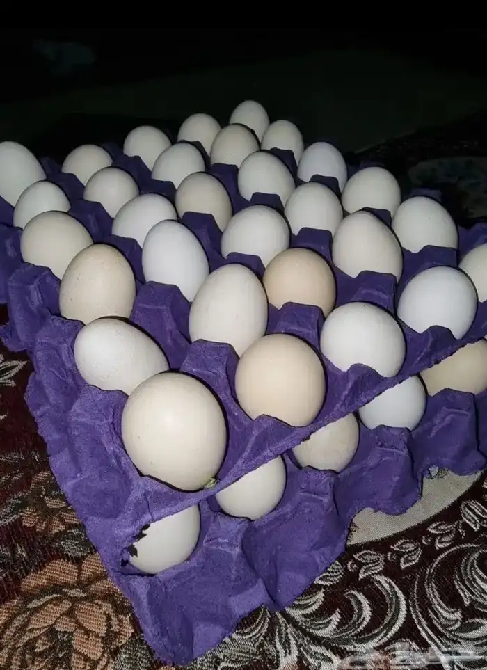 بيض بلدي مخصب 25 الطبق 0