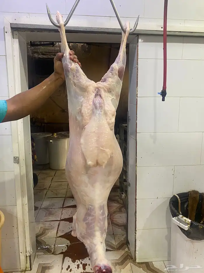 شامل الذبح والتوصيل داخل احياء المدينه المنور 1